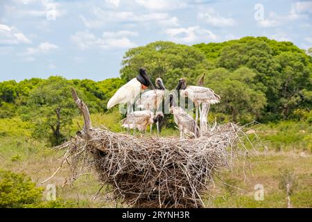 Gros plan d'un nid de Jabiru haut avec quatre Jabirus juvéniles en attente de nourriture par un adulte, contre g Banque D'Images
