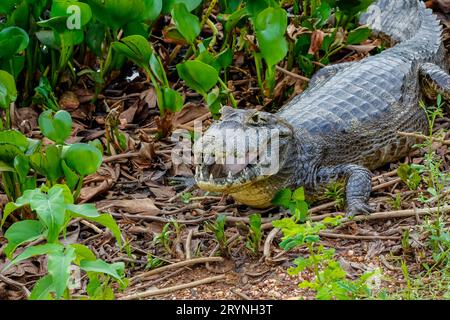 Caïman yacare couché sur le sol dans des buissons avec la bouche ouverte, face à la caméra, Pantanal Wetlands, Mato gros Banque D'Images