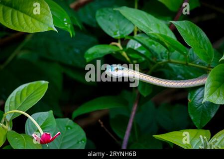 Gros plan d'un beau serpent perroquet entouré de feuilles vertes, Pantanal Wetlands, Mato Grosso, Bra Banque D'Images