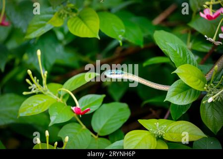 Magnifique serpent perroquet entouré de feuilles vertes, terres humides du Pantanal, Mato Grosso, Brésil Banque D'Images