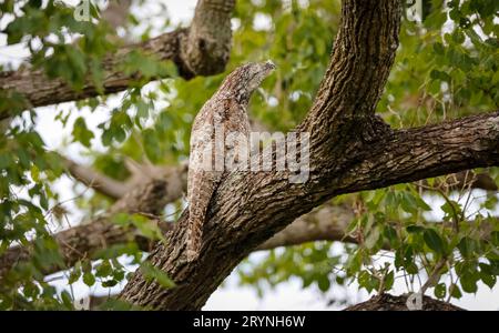 Grand Potoo avec camouflage parfait perché dans un arbre, Pantanal Wetlands, Mato Grosso, Brésil Banque D'Images