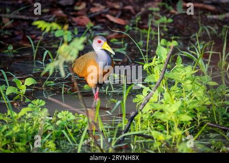 Gros plan d'un rail en bois coloré à col gris se nourrissant dans l'eau dans l'habitat naturel, Pantanal Wetlands Banque D'Images