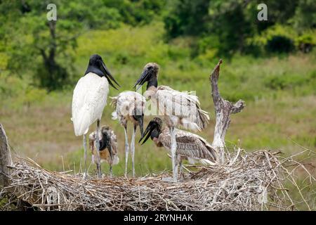 Gros plan d'un nid de Jabiru haut avec quatre Jabirus juvéniles en attente de nourriture par un adulte, contre g Banque D'Images