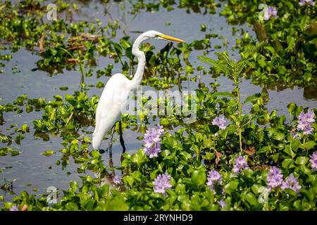 Grande élevage de nourriture dans l'eau peu profonde avec jacinthes d'eau en fleurs, Pantanal Wetlands, Mato Grosso, Banque D'Images