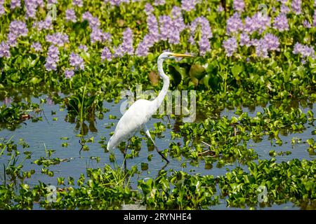 Great Egret se nourrissant en eau peu profonde avec des jacinthes d'eau en fleurs en arrière-plan, Pantanal Wetlands Banque D'Images