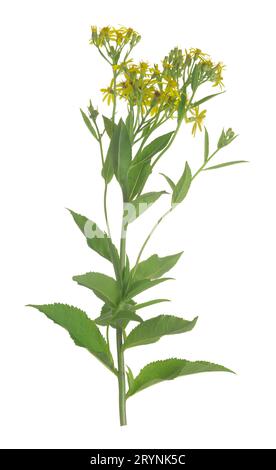 Ragwort à larges feuilles, Senecio sarracenicus isolée sur fond blanc, cette plante est toxique et attire de nombreux insectes Banque D'Images