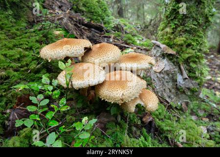 Champignon du miel, Armilaria poussant dans l'environnement naturel, photo grand angle Banque D'Images