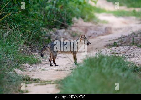 Vue latérale d'un renard mangeant du crabe sur un sentier sablonneux dans les zones humides du Pantanal, Mato Grosso, Brésil Banque D'Images