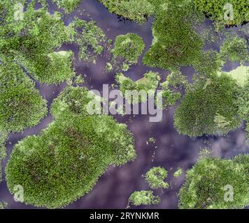 Vue aérienne des lagons et des îles forestières dans les zones humides du Pantanal, Mato Grosso, Brésil Banque D'Images