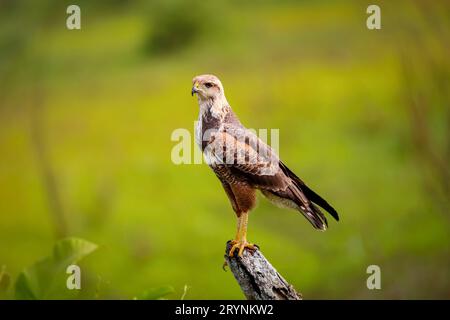 Savanna Hawk perché sur un poteau de clôture sur fond vert défocalisé, Pantanal Wetlands, Mato Gro Banque D'Images