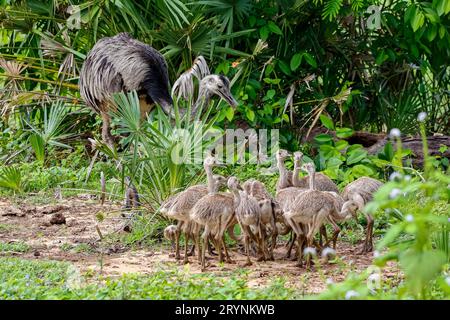 Gros plan d'une mère Nandu ou Rhea avec ses poussins en milieu naturel, Pantanal Wetlands, Mato G. Banque D'Images