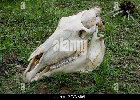 Vue rapprochée d'un crâne de cheval sur herbe verte, terres humides du Pantanal, Mato Grosso, Brésil Banque D'Images