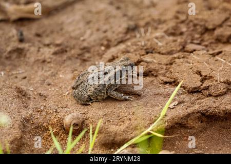 Gros plan d'un crapaud rococo assis sur un sol sablonneux, Pantanal Wetlands, Mato Grosso, Brésil Banque D'Images