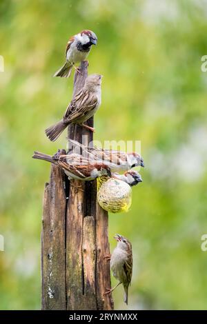 Beau couple de moineaux de maison (passer domesticus) sous la pluie sur un poteau d'alimentation Banque D'Images