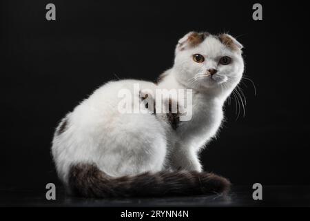 Le chat pliant écossais est blanc avec des taches de couleur assis sur un fond noir Banque D'Images