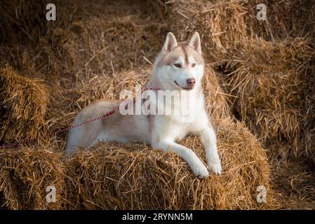 Chien dans le foin husky sibérien sur des paquets de paille Banque D'Images