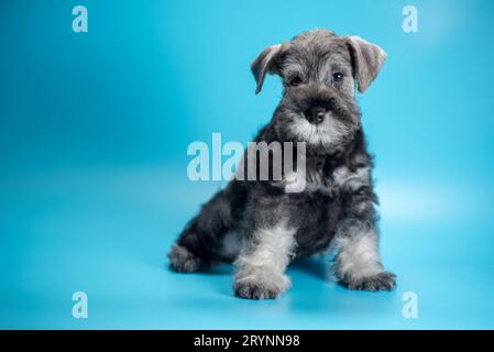 Chiot schnauzer miniature assis sur un fond bleu clair Banque D'Images