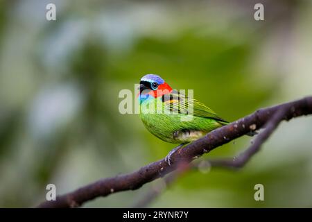 Gros plan d'un tanager à cou rouge, vue de côté, perché sur une branche sur fond défocalisé, Folha Banque D'Images