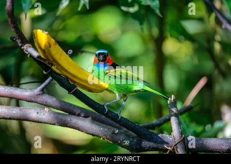 Gros plan d'un tanager à cou rouge se nourrissant d'une banane, face à la caméra, contre le dos vert défocalisé Banque D'Images