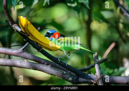 Gros plan d'un tanager à cou rouge se nourrissant d'une banane, sur fond vert défocalisé, Folha Seca Banque D'Images