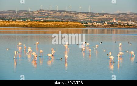 Groupe de magnifiques oiseaux de flamants roses avec des reflets, dans un lac Banque D'Images