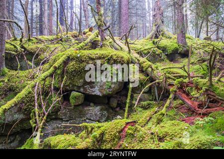 Arbres tombés et rochers couverts de mousse verte dans l'ancienne forêt de croissance Banque D'Images