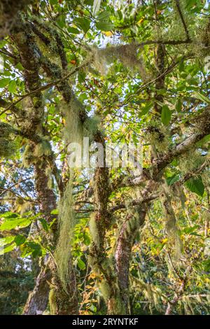 Lichen à barbe en arête de poisson poussant sur les branches des arbres Banque D'Images