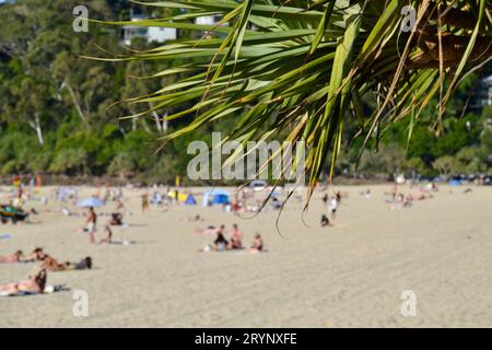 Large étendue de la plage de Hastings Street sur une journée ensoleillée avec des palmiers Pandanus et des feuilles et des chercheurs de soleil en arrière-plan profitant du soleil Banque D'Images