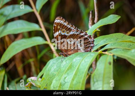Magnifique papillon brun et blanc à motifs sur feuilles vertes, parc naturel de Caraca, Minas Gerais, Brésil Banque D'Images