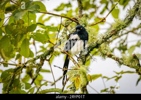 Magpie tanager perché sur une branche d'arbre couverte de lichen, face à la caméra, feuilles vertes dans le bakcground, Serra da Mantiqueira, Atlanti Banque D'Images