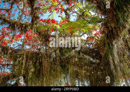 Vue à angle bas sur un merveilleux arbre avec des fleurs rouges et de la mousse espagnole dans la ville historique de Paraty, Brésil, patrimoine mondial de l'UNESCO Banque D'Images