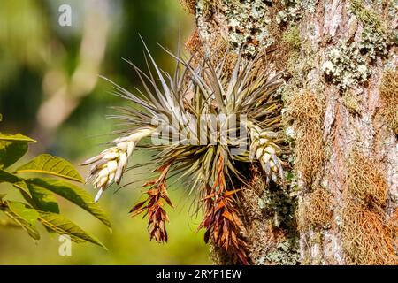 Gros plan d'un tronc d'arbre en plein soleil couvert de tillandsia et de lichen, parc naturel de Caraca, Minas Banque D'Images