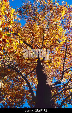 Liriodendron tulipifera 'Integrifoliom' Banque D'Images