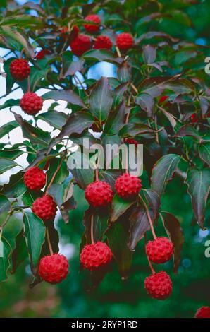 Le fruit comestible d'un cornus Kousa. Banque D'Images