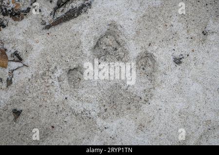 Gros plan d'une piste de Tapir dans le lit sablonneux de la rivière, parc naturel de Caraca, Minas Gerais, Brésil Banque D'Images