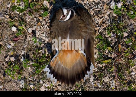 Le chevreuil (Charadrius vociferus) Banque D'Images