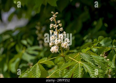 Les châtaignes de cheval (Aesculus hippocastanum) Banque D'Images