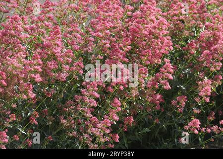Centranthus ruber, valériane rouge Banque D'Images