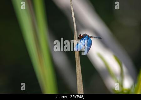 Libellule bleue perchée sur une feuille brune verticale avec des ailes déployées contre le backgrou naturel défocalisé Banque D'Images