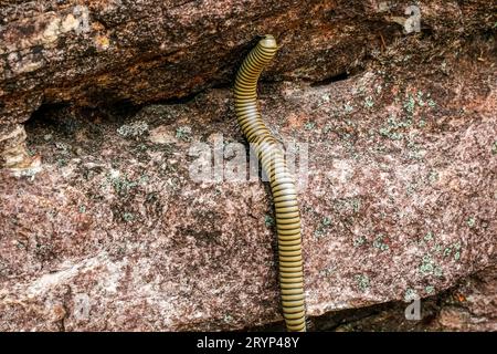 Millipède rampant sur un sol rocheux, parc national de Biribiri, Minas Gerais, Brésil Banque D'Images