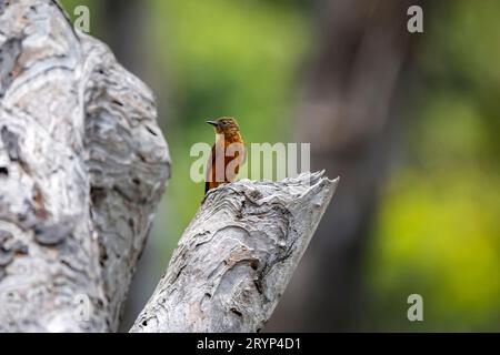 Avaler flycatcher perché sur un tronc d'arbre gris sur fond naturel défocalisé, État de Biribiri Banque D'Images