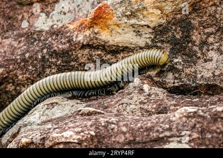 Millipède rampant sur un sol rocheux, parc national de Biribiri, Minas Gerais, Brésil Banque D'Images