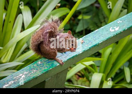 Hig angle vue d'un écureuil mignon mangeant un fruit sur une balustrade en bois vert, Itatiaia, Rio de Janeiro Banque D'Images