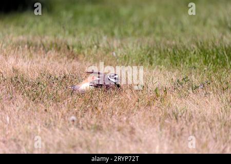 Le chevreuil (Charadrius vociferus) Banque D'Images