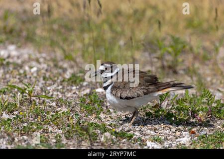 Le chevreuil (Charadrius vociferus) Banque D'Images