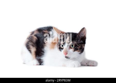 Chat adulte tricolore couché sur un fond blanc Banque D'Images