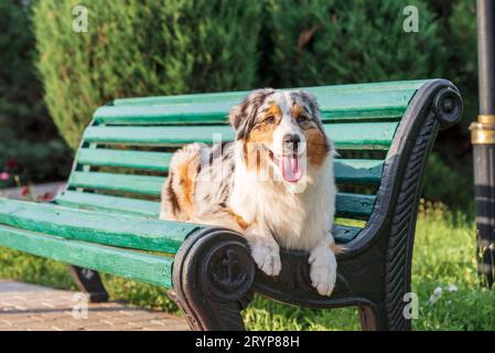Chien de berger australien de race pure pour une promenade dans le parc Banque D'Images