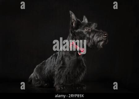 Chiot terrier écossais noir sur fond sombre Banque D'Images