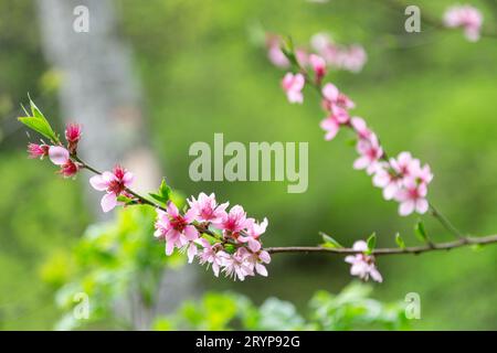 Branche de fleur d'amande au printemps à Borjomi, Géorgie, gros plan Banque D'Images