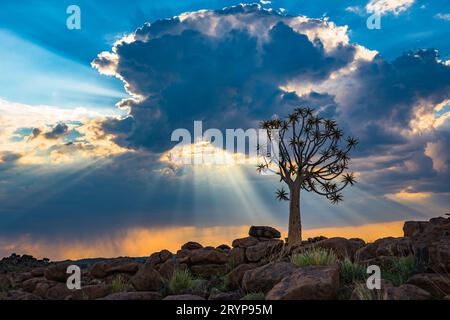 Le carquois tree, ou l'aloe dichotoma, Keetmanshoop, Namibie Banque D'Images